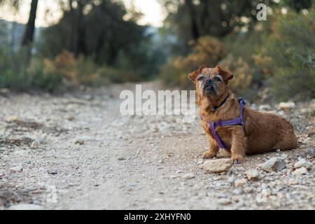 L'anziano cane Nami seduto sul sentiero durante un'escursione ad Alcoy, Spagna Foto Stock
