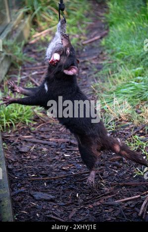 Un Diavolo della Tasmania afferra un pezzo di carne disossata da un Road Kill dal suo guardiano usando una canna al momento di nutrirsi nel suo recinto presso l'UNzoo del Diavolo della Tasmania Foto Stock