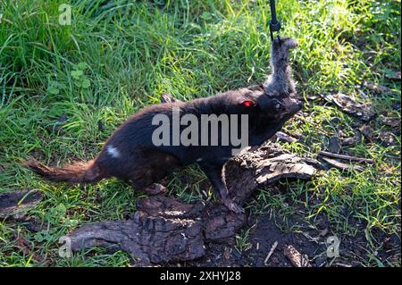 Un Diavolo della Tasmania afferra un pezzo di carne disossata da un Road Kill dal suo guardiano usando una canna al momento di nutrirsi nel suo recinto presso l'UNzoo del Diavolo della Tasmania Foto Stock