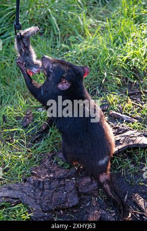 Un Diavolo della Tasmania afferra un pezzo di carne disossata da un Road Kill dal suo guardiano usando una canna al momento di nutrirsi nel suo recinto presso l'UNzoo del Diavolo della Tasmania Foto Stock