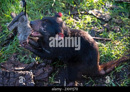 Un Diavolo della Tasmania afferra un pezzo di carne disossata da un Road Kill dal suo guardiano usando una canna al momento di nutrirsi nel suo recinto presso l'UNzoo del Diavolo della Tasmania Foto Stock