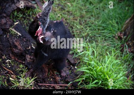 Un Diavolo della Tasmania afferra un pezzo di carne disossata da un Road Kill dal suo guardiano usando una canna al momento di nutrirsi nel suo recinto presso l'UNzoo del Diavolo della Tasmania Foto Stock