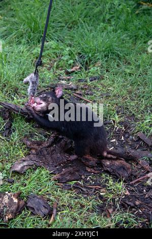 Un Diavolo della Tasmania afferra un pezzo di carne disossata da un Road Kill dal suo guardiano usando una canna al momento di nutrirsi nel suo recinto presso l'UNzoo del Diavolo della Tasmania Foto Stock