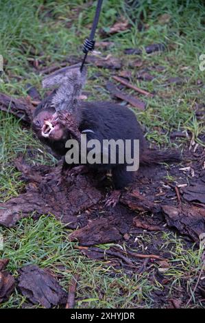 Un Diavolo della Tasmania afferra un pezzo di carne disossata da un Road Kill dal suo guardiano usando una canna al momento di nutrirsi nel suo recinto presso l'UNzoo del Diavolo della Tasmania Foto Stock