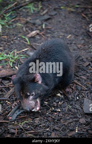 Un Diavolo della Tasmania afferra un pezzo di carne disossata da un Road Kill dal suo guardiano usando una canna al momento di nutrirsi nel suo recinto presso l'UNzoo del Diavolo della Tasmania Foto Stock