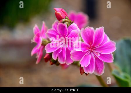 Bright Pink Lewisia Cotyledon "Siskiyou Lewisia" Flowers Grown in the Alpine House at RHS Garden Harlow Carr, Harrogate, Yorkshire, Inghilterra, Regno Unito. Foto Stock