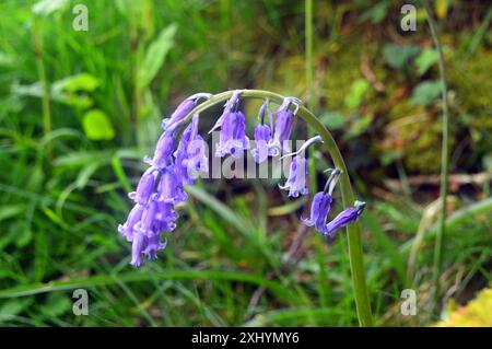 Wild Native Bluebell (Hyacinthoides non-scripta) Fiore sul sentiero pedonale Dales Way a Bolton Abbey Woods nello Yorkshire Dales National Park, Inghilterra. Foto Stock