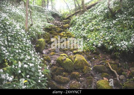 White Wild Garlic (Allium Ursinum) Flowers in Cowpert Gill by the Dales Way a Bolton Abbey Woods nello Yorkshire Dales National Park, Inghilterra, Regno Unito. Foto Stock