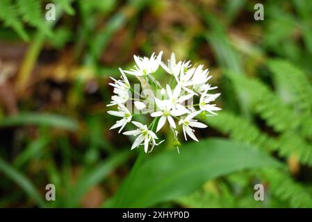 Single White Wild Garlic (Allium Ursinum) Flower by the Dales Way Footpath a Bolton Abbey Woods nello Yorkshire Dales National Park, Inghilterra, Regno Unito. Foto Stock