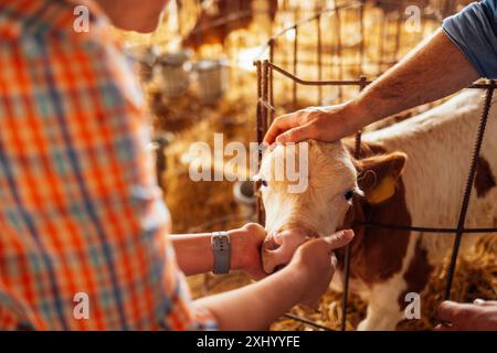 Primo piano della museruola del polpaccio, delle mani maschili e femminili. Un uomo e una donna accarezzano un piccolo animale carino in una stalla. Gli agricoltori si prendono cura degli animali domestici nel fienile Foto Stock