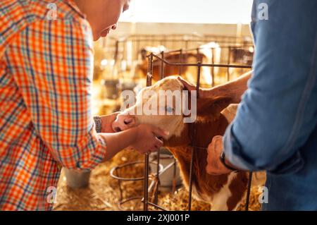 Primo piano della museruola del polpaccio, delle mani maschili e femminili. Un uomo e una donna accarezzano un piccolo animale carino in una stalla. Gli agricoltori si prendono cura degli animali domestici nel fienile Foto Stock