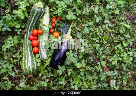 Verdure locali in un'azienda agricola biologica. Foto Stock