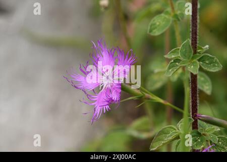 Primo piano di un garofano Foto Stock