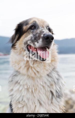 Bianco peloso, nero e marrone cane e mare, sfondo di viaggio per animali domestici Foto Stock