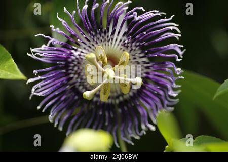 Le orchidee sono piante appartenenti alla famiglia delle Orchidaceae, un gruppo diversificato e diffuso di piante in fiore con fiori spesso colorati e Foto Stock