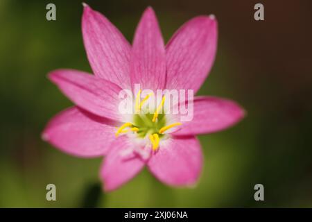 Le orchidee sono piante appartenenti alla famiglia delle Orchidaceae, un gruppo diversificato e diffuso di piante in fiore con fiori spesso colorati e Foto Stock