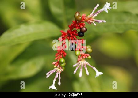 Le orchidee sono piante appartenenti alla famiglia delle Orchidaceae, un gruppo diversificato e diffuso di piante in fiore con fiori spesso colorati e Foto Stock