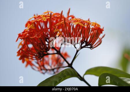 Le orchidee sono piante appartenenti alla famiglia delle Orchidaceae, un gruppo diversificato e diffuso di piante in fiore con fiori spesso colorati e Foto Stock