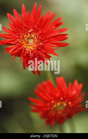Le orchidee sono piante appartenenti alla famiglia delle Orchidaceae, un gruppo diversificato e diffuso di piante in fiore con fiori spesso colorati e Foto Stock