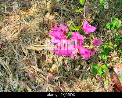 Bouganvillea spectabilis fiore di colore rosa foglie verdi Foto Stock