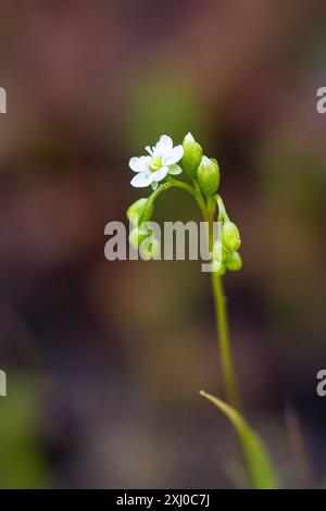 Uno scatto selettivo della rugiada tonda, della fioritura, della Drosera rotundifolia Foto Stock