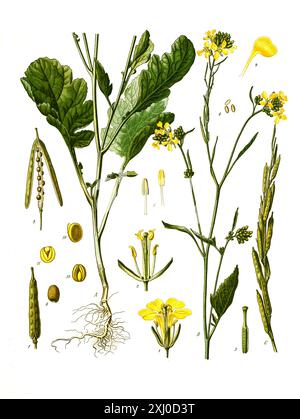 Heilpflanze, Schwarze Senf, Brassica nigra, auch Senf-Kohl, Historisch, Ristorante digitale Reproduktion von einer Vorlage aus dem 19. Jahrhundert, Foto Stock