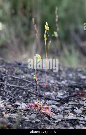 Uno scatto selettivo della rugiada tonda, Drosera rotundifolia Foto Stock