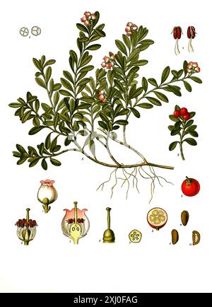 Heilpflanze, Echte oder Immergrüne Bärentraube (Arctostaphylos uva-ursi) ist eine Pflanzenart aus der Gattung der Bärentrauben, Historisch, digital restaurierte Reproduktion von einer Vorlage aus dem 19. Jahrhundert, Foto Stock