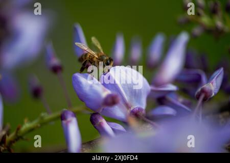 Una foto macro che cattura un'ape all'interno dei vibranti fiori di Wisteria sinensis, mostrando da vicino il processo di impollinazione della natura. Foto Stock