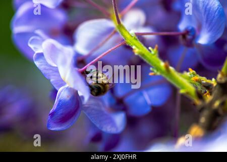 Una foto macro che cattura un'ape all'interno dei vibranti fiori di Wisteria sinensis, mostrando da vicino il processo di impollinazione della natura. Foto Stock