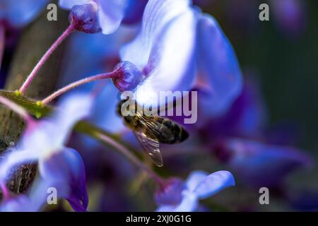 Una foto macro che cattura un'ape all'interno dei vibranti fiori di Wisteria sinensis, mostrando da vicino il processo di impollinazione della natura. Foto Stock
