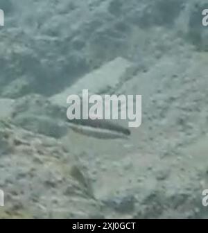 Sella Wrasse (Thalassoma duperrey) Actinopterygii Foto Stock