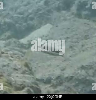 Sella Wrasse (Thalassoma duperrey) Actinopterygii Foto Stock