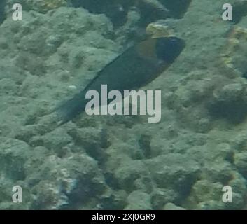 Sella Wrasse (Thalassoma duperrey) Actinopterygii Foto Stock