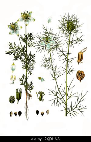 Heilpflanze, Echte Schwarzkümmel (Nigella sativa), und Jungfer im Grünen (Nigella damascena) ist eine einjährige Pflanze aus der Familie der Hahnenfußgewächse, Historiisch, digital restaurierte Reproduktion von einer Vorlage aus dem 18. Jahrhundert Foto Stock