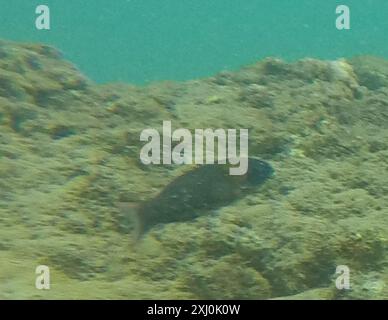 Sella Wrasse (Thalassoma duperrey) Actinopterygii Foto Stock