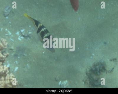 Blacksaddle Toby (Canthigaster valentini) Actinopterygii Foto Stock