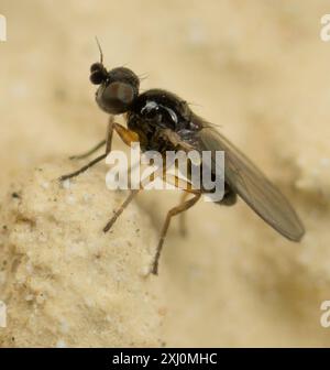 Mosche fritte (Chloropidae) Insecta Foto Stock