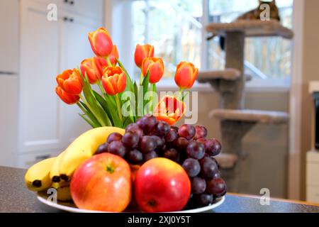 camera su tavola mele uva banane tulipani rosa rosso con bordo giallo gatto si siede in armadi da cucina bianchi sullo sfondo contro la finestra bella casa. arredi Foto Stock