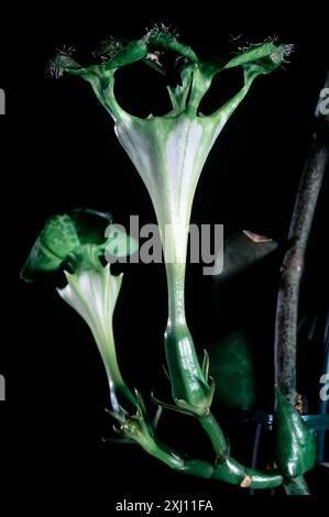 Pianta di paracadute (Ceropegia sandersonii9, Apocynacea. Vite perenne alle erbe, pianta ornamentale, fiore insolito. Foto Stock