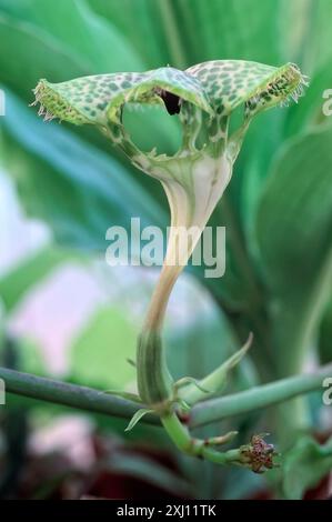 Pianta di paracadute (Ceropegia sandersonii9, Apocynacea. Vite perenne alle erbe, pianta ornamentale, fiore insolito. Foto Stock