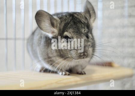 Chinchilla. Roditore grigio soffice appoggiato su un ripiano in gabbia metallica. Animale carino con lunghi baffi. Foto Stock