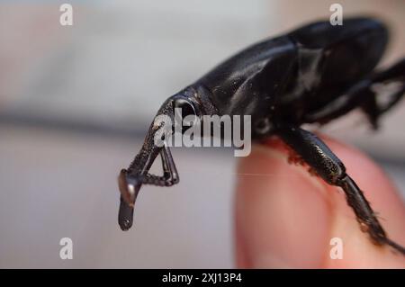 Sudamericano Palm Weevil (Rhynchophorus palmarum) Insecta Foto Stock