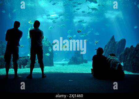 Le persone si sagomano nell'Oceanarium. Figure oscure di persone che guardano il mondo sottomarino. Scena di colore blu e turchese. Foto Stock