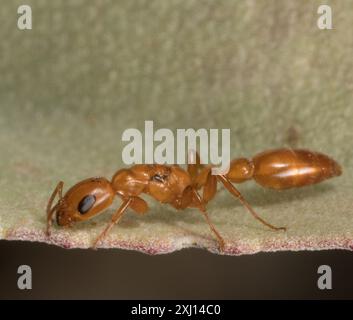 Apache Twig Ant (Pseudomyrmex apache) Insecta Foto Stock