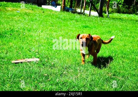 Cucciolo che corre attraverso l'erba verde Foto Stock