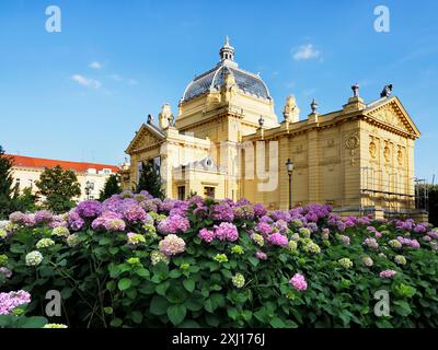 Ortensie in fiore presso il Padiglione d'Arte in Piazza Re Tomislav Zagabria Croazia Foto Stock