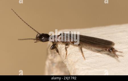 Webspinners (Embioptera) Insecta Foto Stock