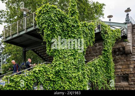 Pipevina (Aristolochia macrophylla) che cresce sulla scala che porta al ponte Hohenzollern, Colonia, Germania. Pfeifenwinde (Aristolochia macrophylla) waechst Foto Stock