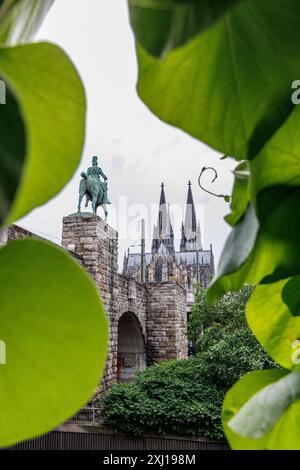 Pipevina (Aristolochia macrophylla) che cresce sulla scalinata fino al ponte Hohenzollern, statua equestre e cattedrale, Colonia, Germania. Pfeifenwinde ( Foto Stock